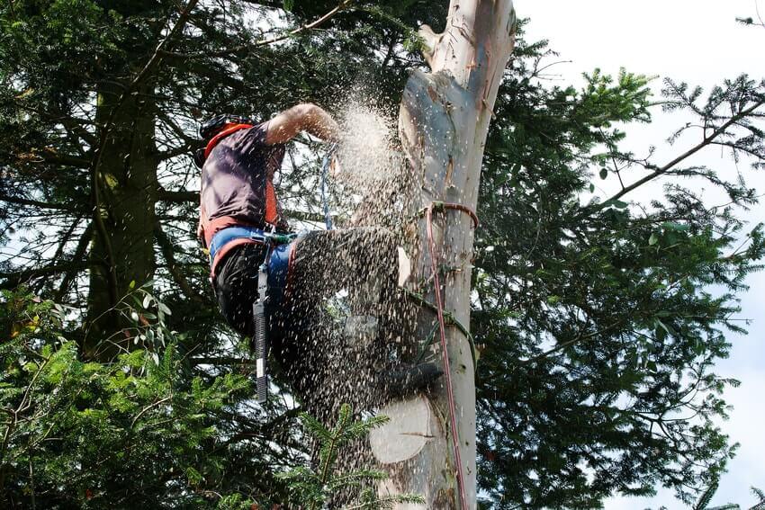 Tree Surgeons Banstead SM7