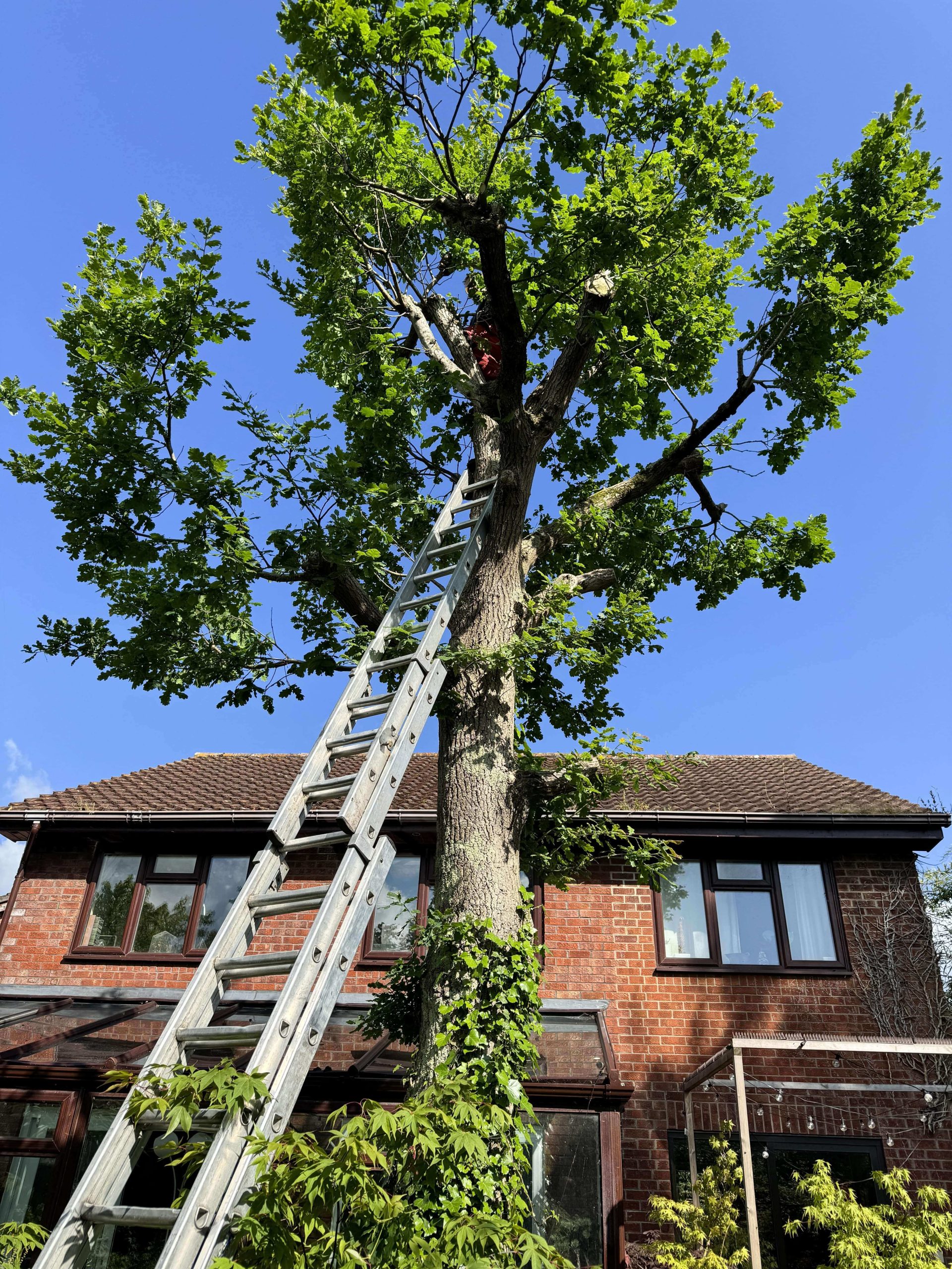 Arborists/Tree Services Banstead SM7